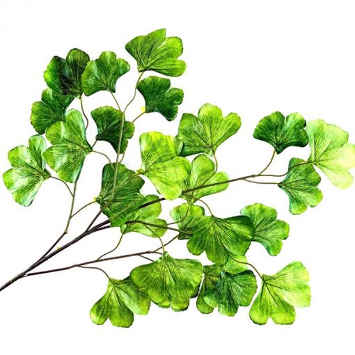 Ginkgo Bilobe dans le cadre de Genbrain